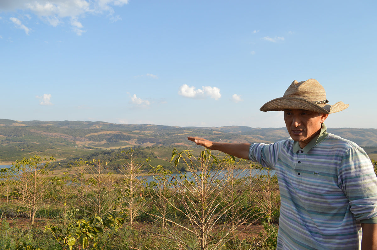 UM Coffee Estate