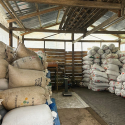 hessian bags full of coffee piled up in a shed